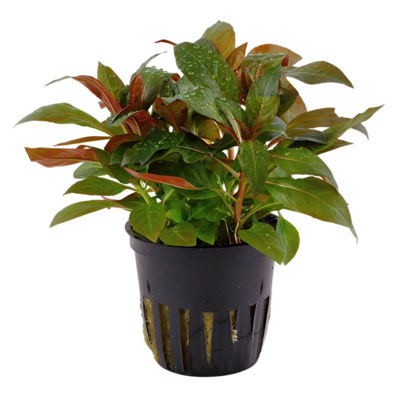Tropica Akvarieplante i potte Ludwigia glandulosa